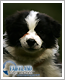 //royal-kennel.gportal.hu/portal/royal-kennel/image/gallery/1307293071_24.png