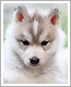 //royal-kennel.gportal.hu/portal/royal-kennel/image/gallery/1314946145_56.png